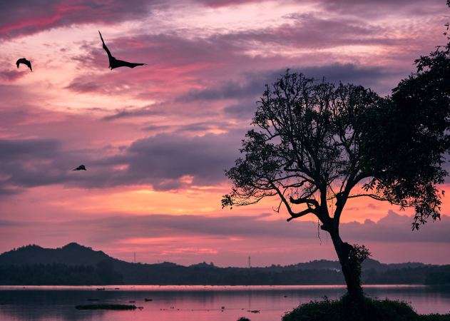 Wildlife and Bird Watching